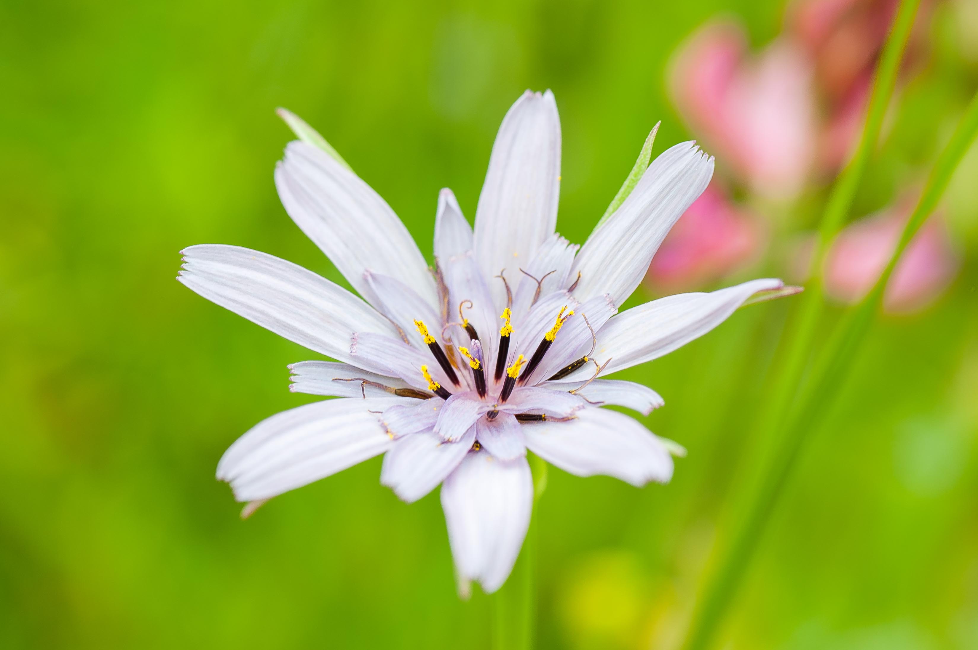 Tragopogon sp.