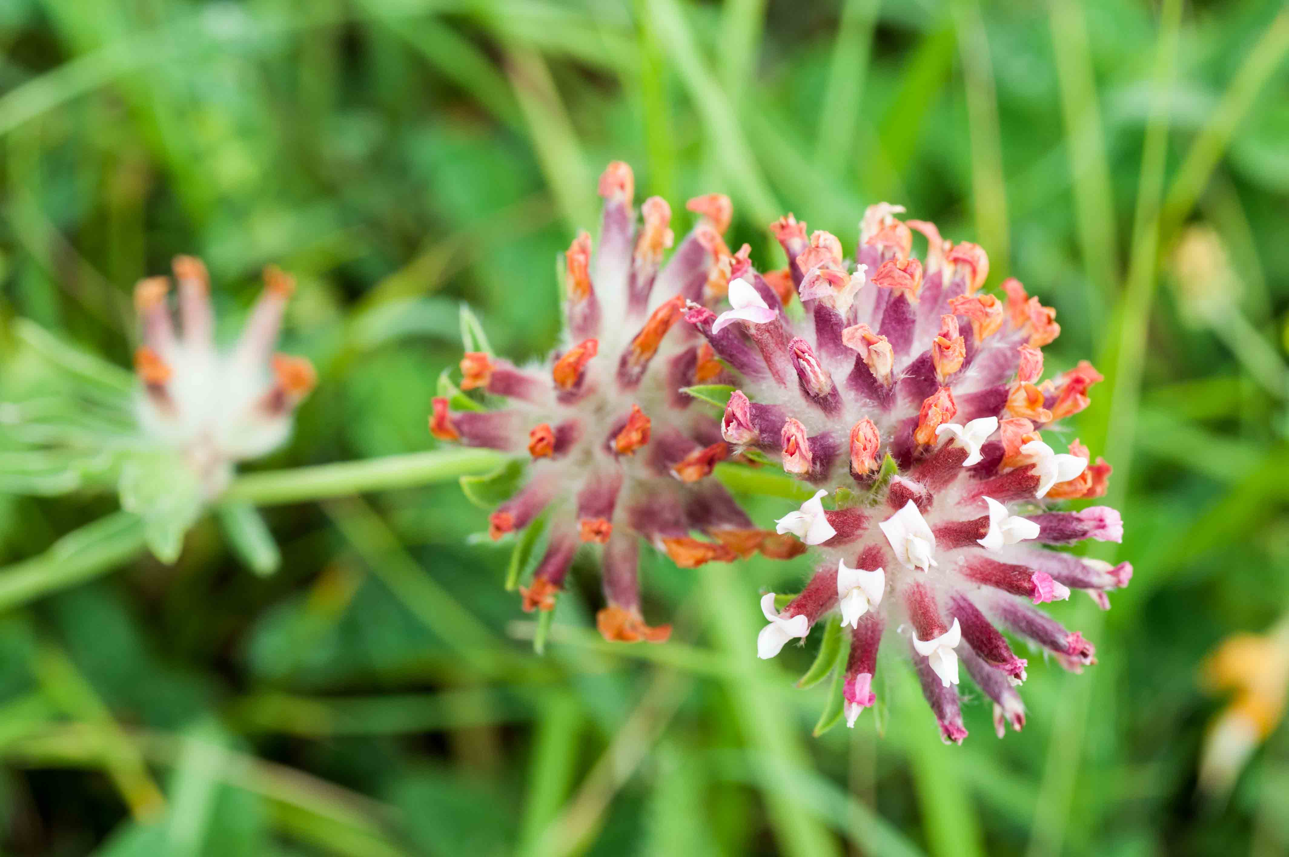 Anthyllis vulneraria subsp. rubriflora