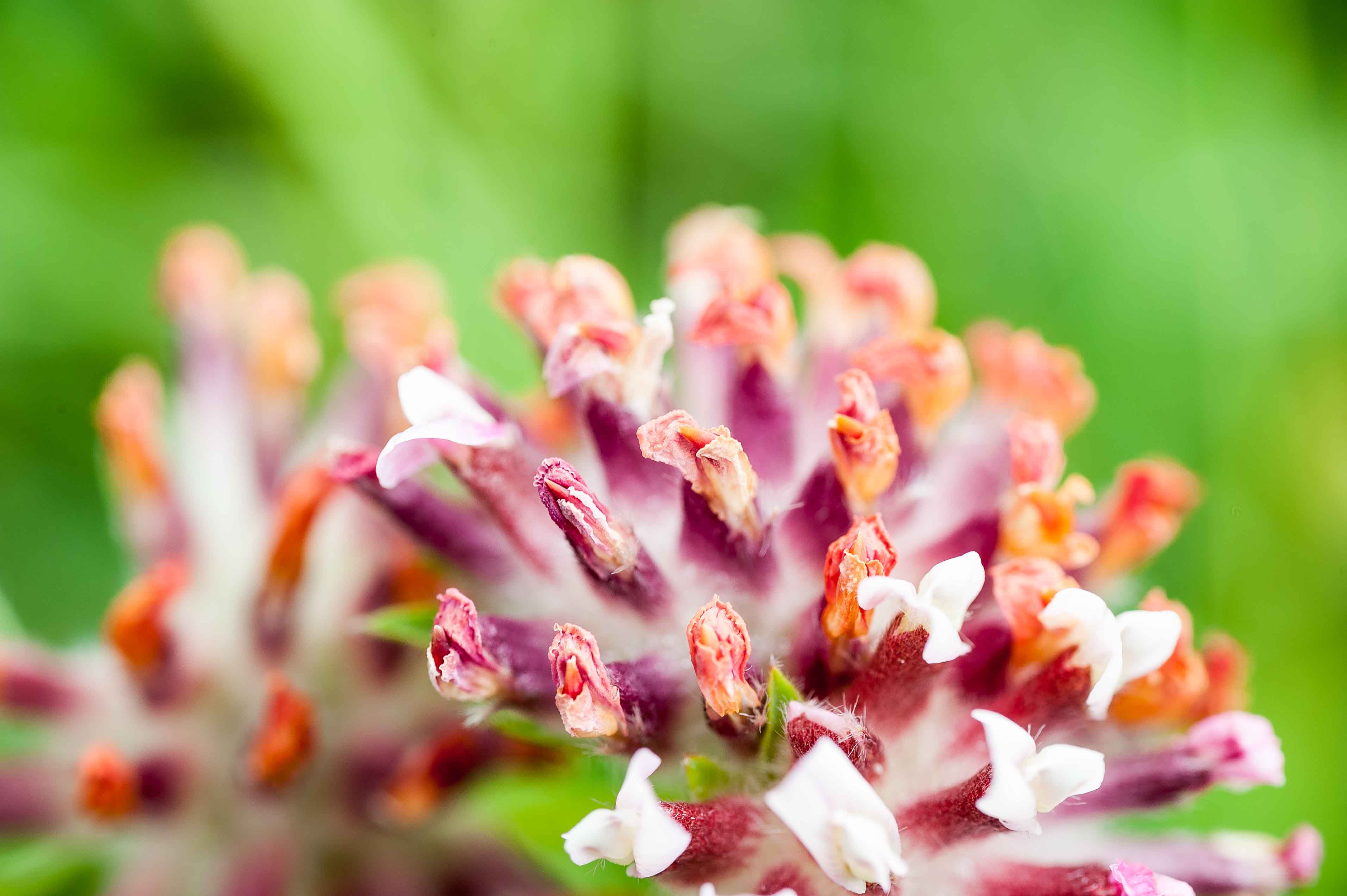 Anthyllis vulneraria subsp. rubriflora