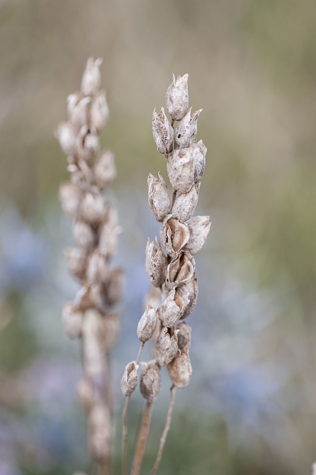 pianta secca - Rhinanthus sp.