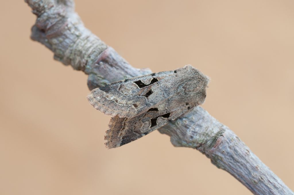 Falena da determinare...Orthosia (Semiophora) gothica