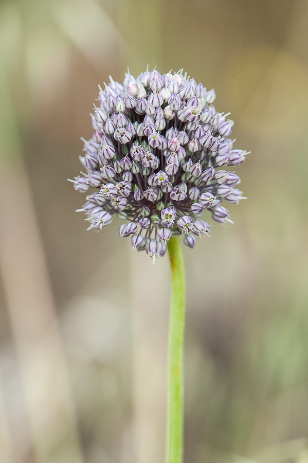 Allium sp.