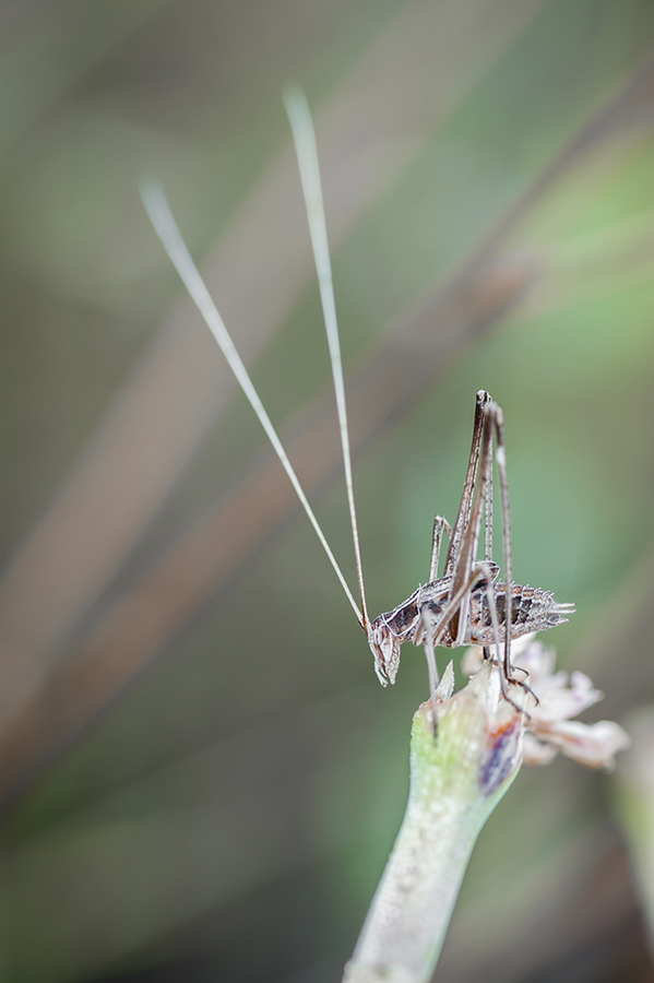 Tylopsis liliifolia variante beige.