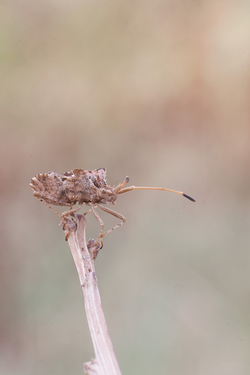 Coreidae: Centrocoris cf variegatus