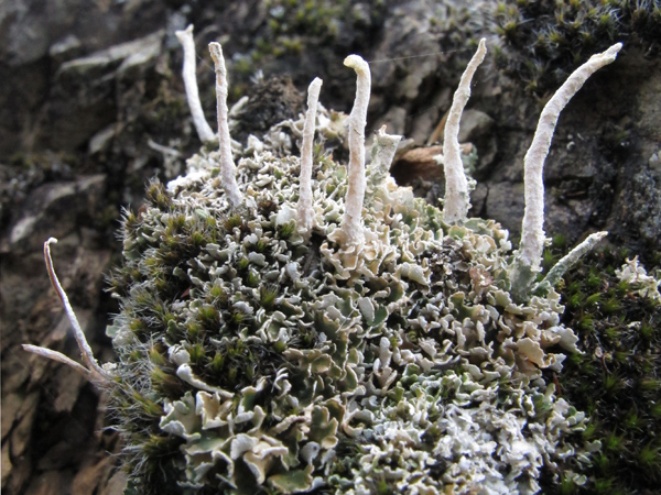 Cladonia 1