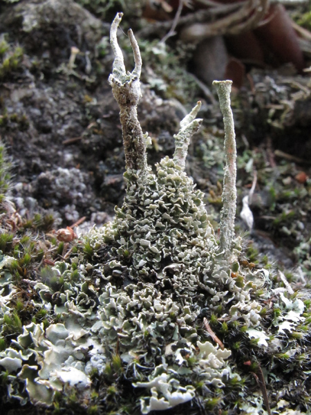 Cladonia 1