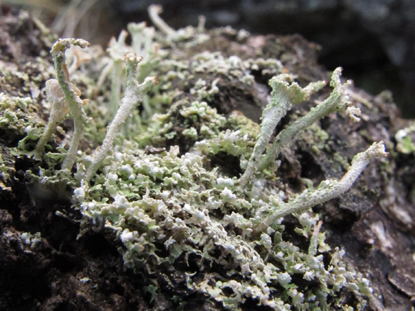 Cladonia 1