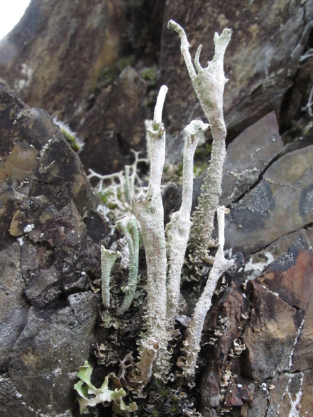 Cladonia 1