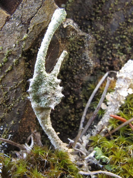 Cladonia 1