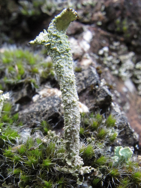 Cladonia 1