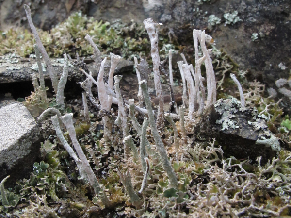 Cladonia 1