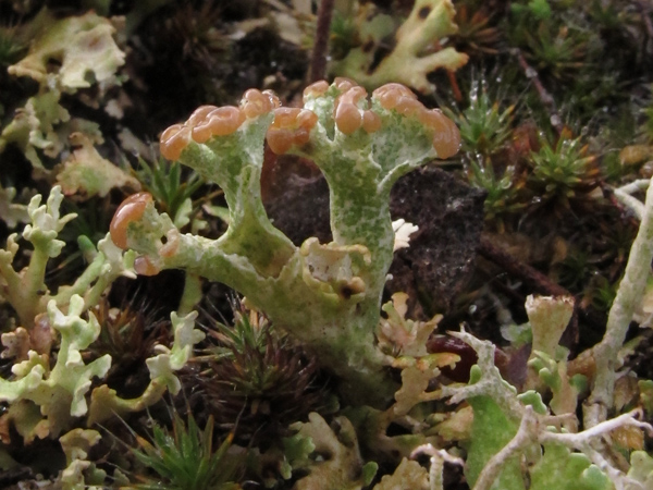 Cladonia cervicornis