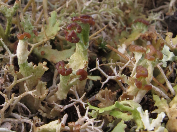 Cladonia cervicornis