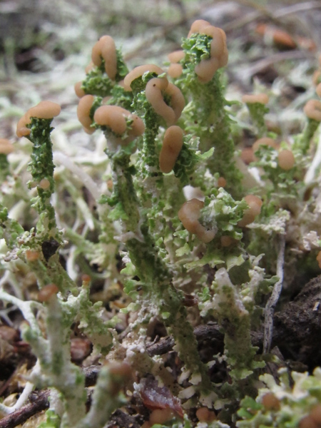 Cladonia cervicornis