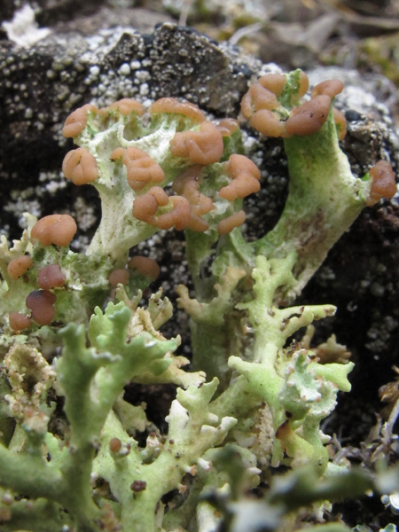 Cladonia cervicornis