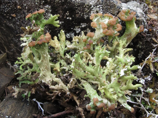 Cladonia cervicornis