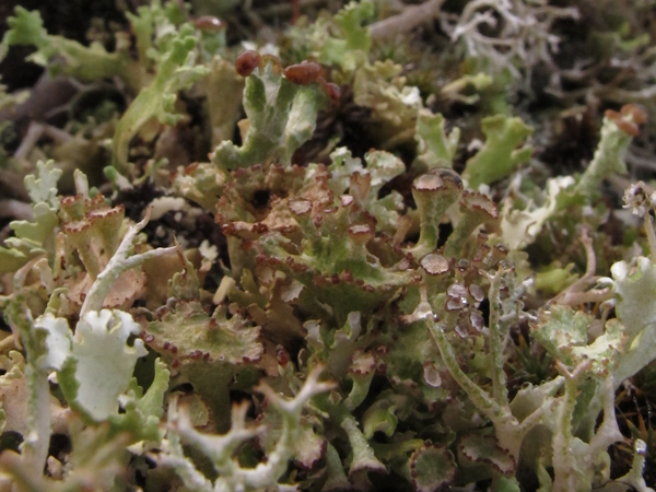 Cladonia cervicornis