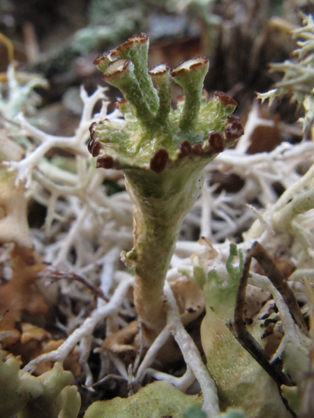 Cladonia cervicornis