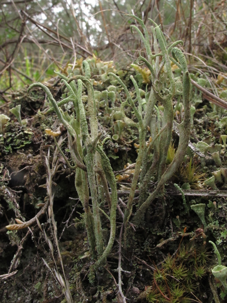 Cladonia 2