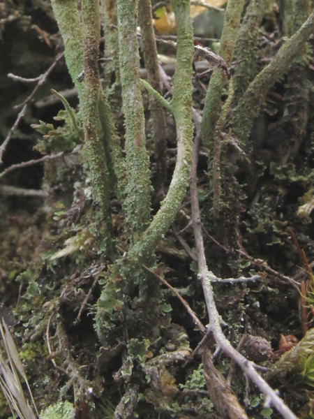 Cladonia 2