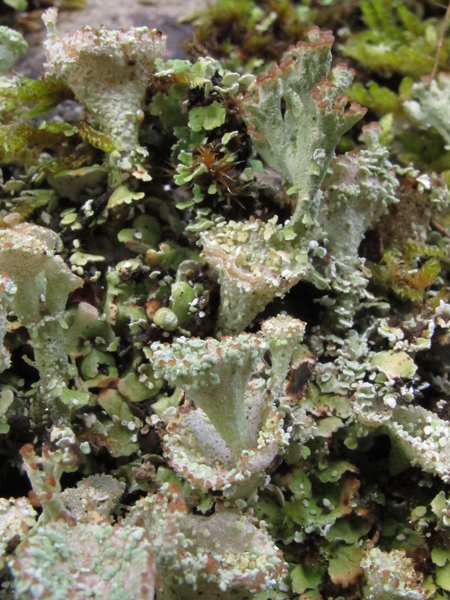 Cladonia pixidata?