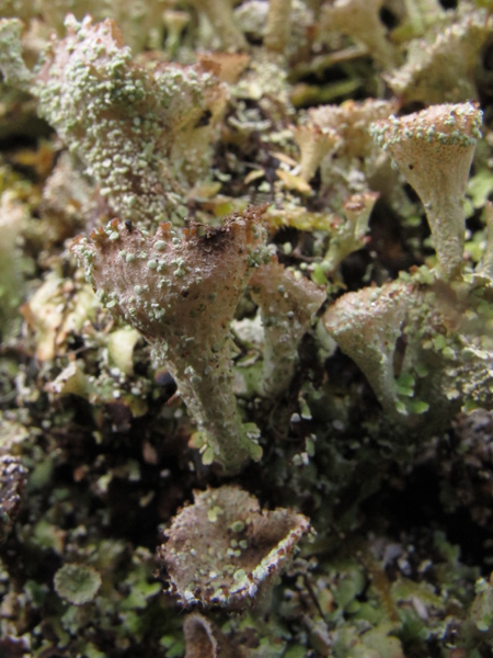 Cladonia pixidata?