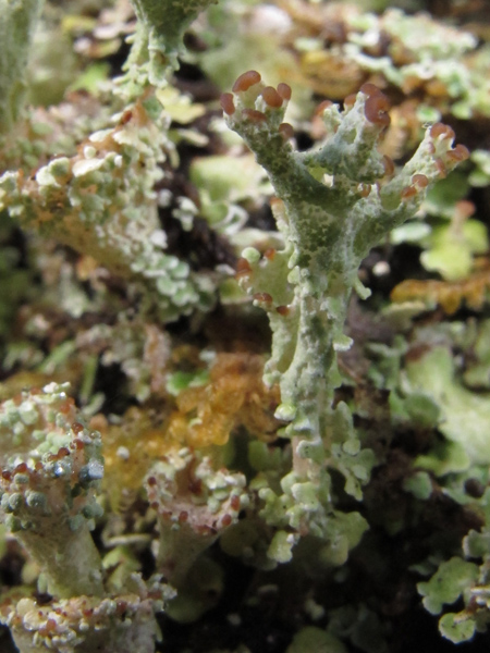 Cladonia pixidata?