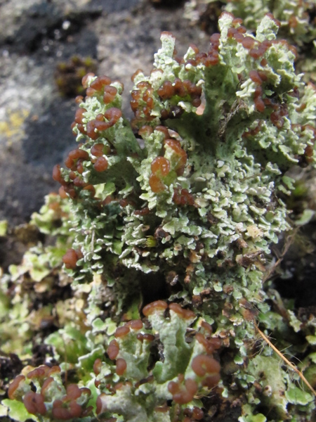 Cladonia pixidata?