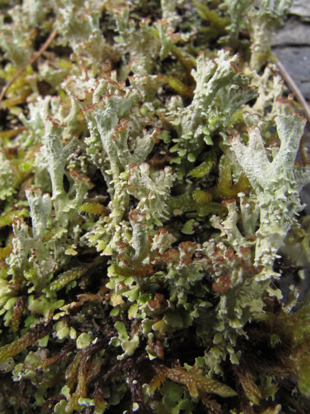 Cladonia pixidata?