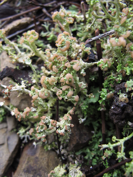 Cladonia 1