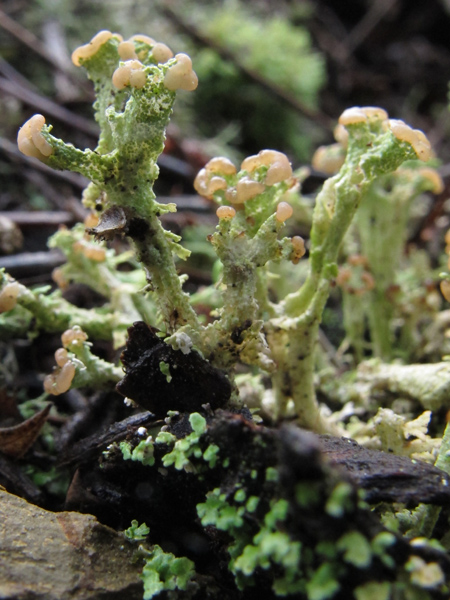 Cladonia 1