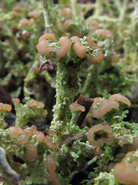 Cladonia 1