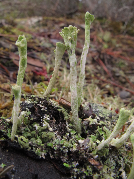 Cladonia 2