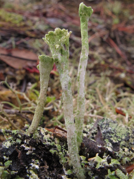 Cladonia 2