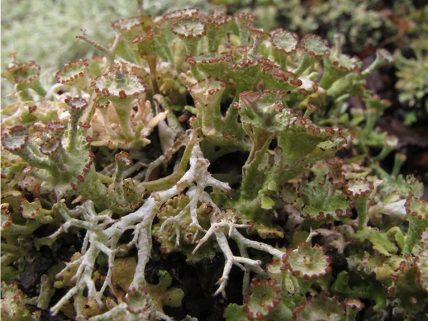 Cladonia cervicornis?