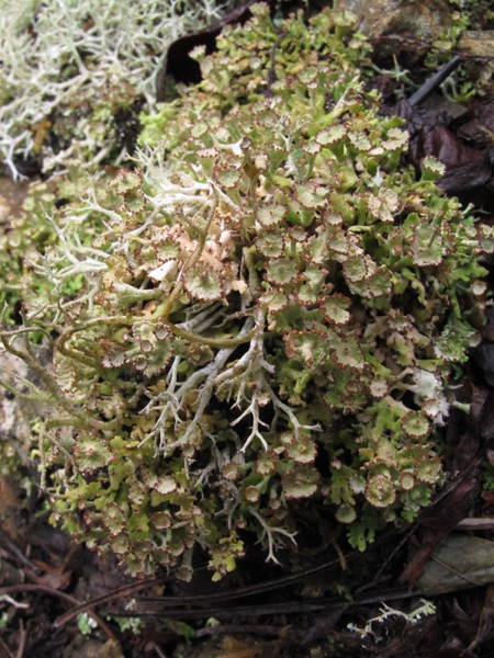 Cladonia cervicornis?