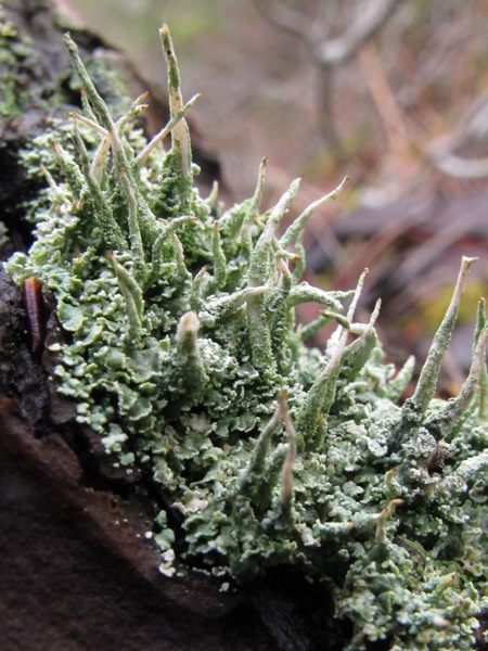 Cladonia coniocraea?