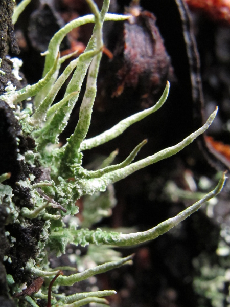 Cladonia coniocraea?