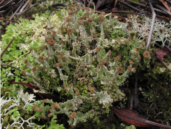 Cladonia 3