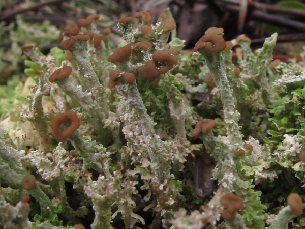 Cladonia 3