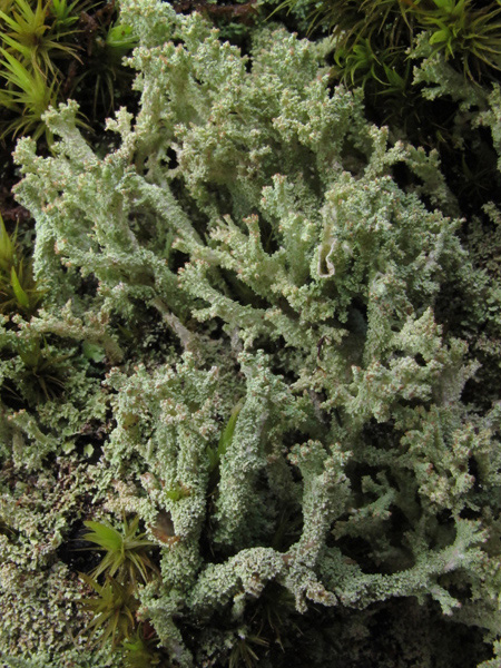 Cladonia squamosa?