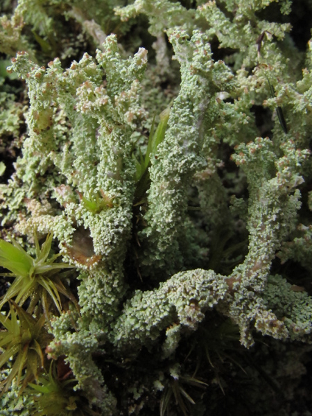 Cladonia squamosa?