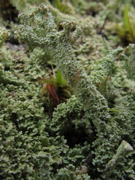 Cladonia squamosa?