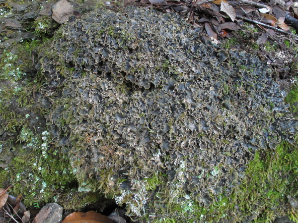 Peltigera polydactyla o P. ponojensis?