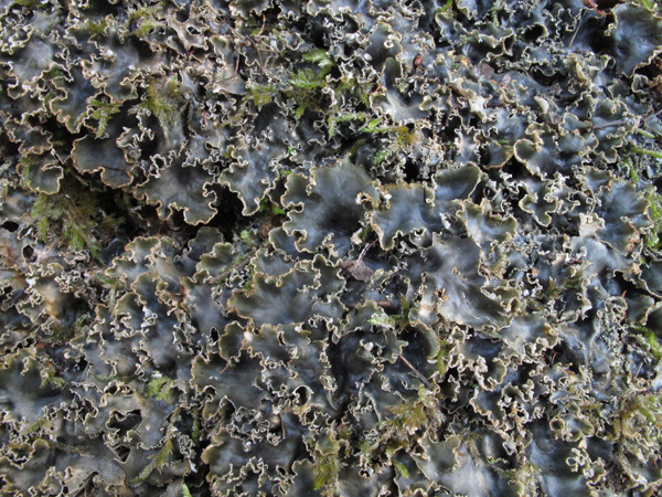 Peltigera polydactyla o P. ponojensis?