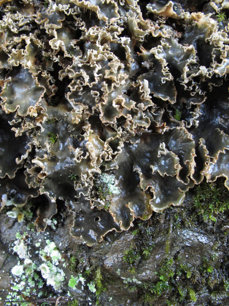 Peltigera polydactyla o P. ponojensis?