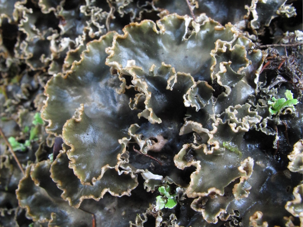 Peltigera polydactyla o P. ponojensis?