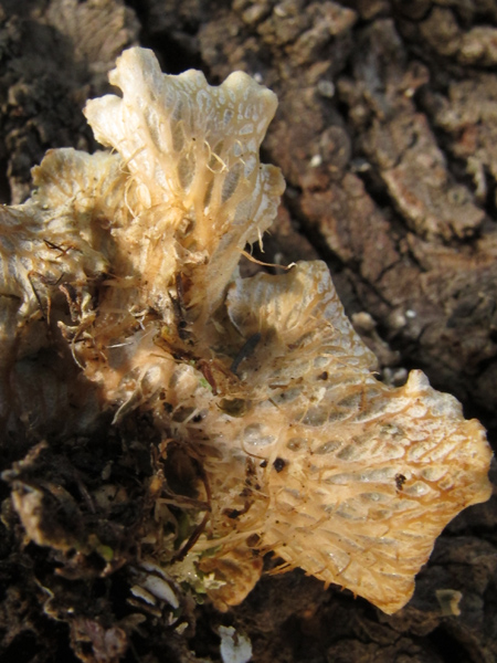 Peltigera polydactyla o P. ponojensis?