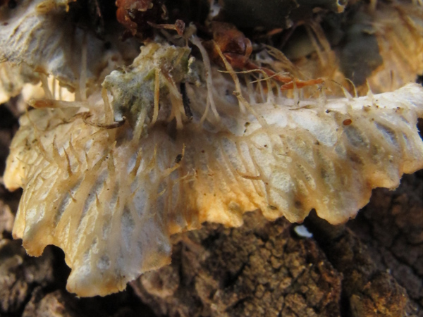 Peltigera polydactyla o P. ponojensis?