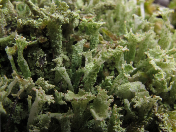 Cladonia 4